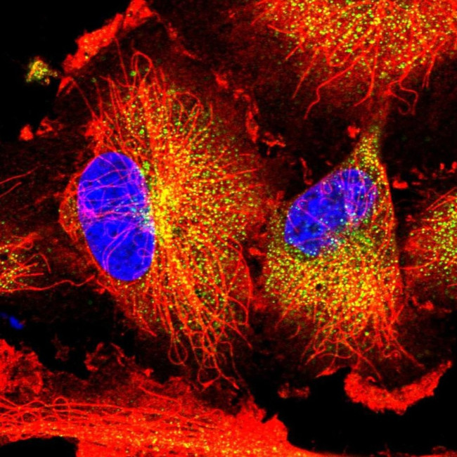 NBPF15 Antibody in Immunocytochemistry (ICC/IF)