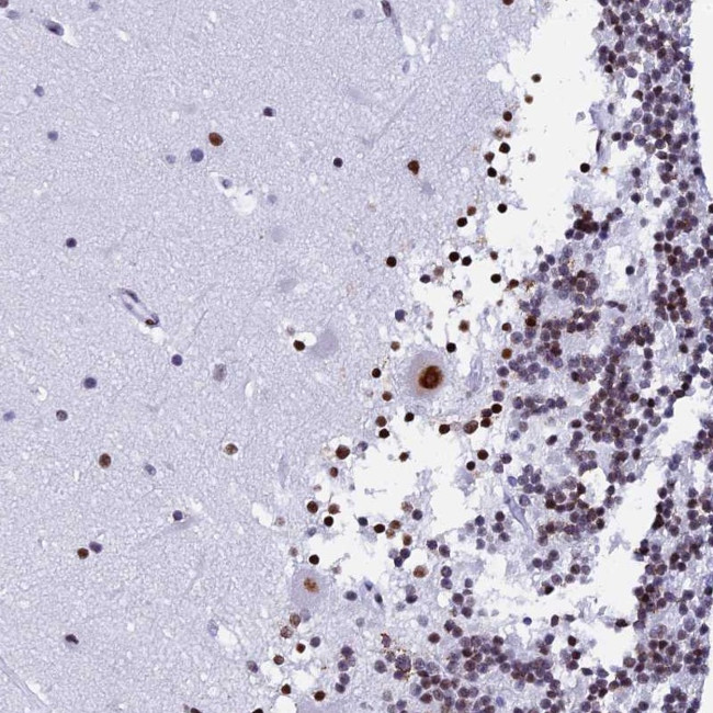 NSA2 Antibody in Immunohistochemistry (Paraffin) (IHC (P))
