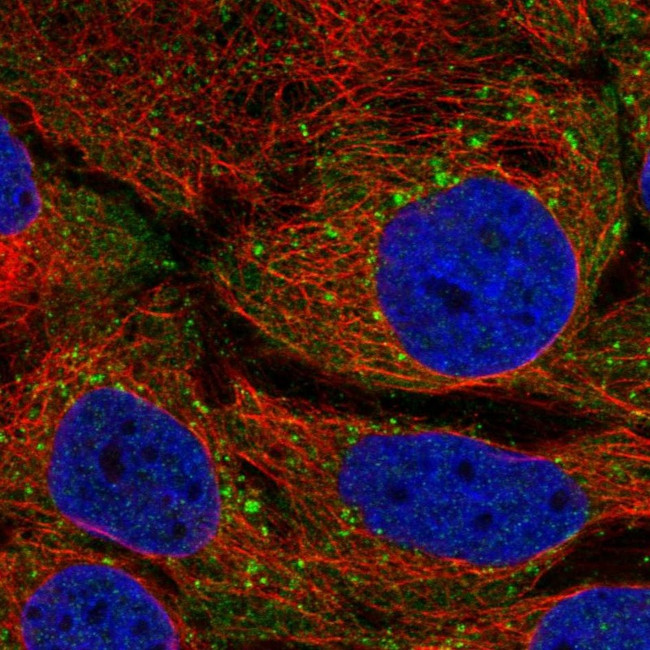 STAM Antibody in Immunocytochemistry (ICC/IF)