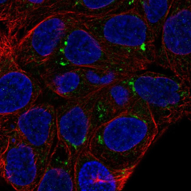 FAM149A Antibody in Immunocytochemistry (ICC/IF)