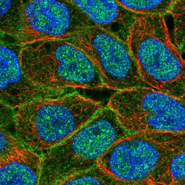 MRP5 Antibody in Immunocytochemistry (ICC/IF)