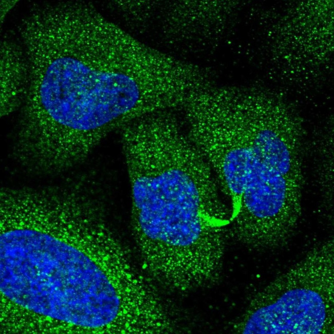PIK3CD Antibody in Immunocytochemistry (ICC/IF)