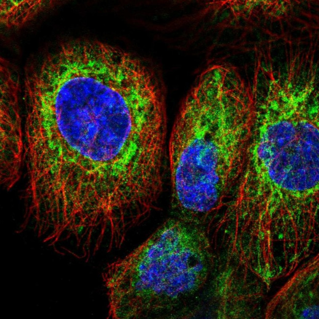FKBP8 Antibody in Immunocytochemistry (ICC/IF)
