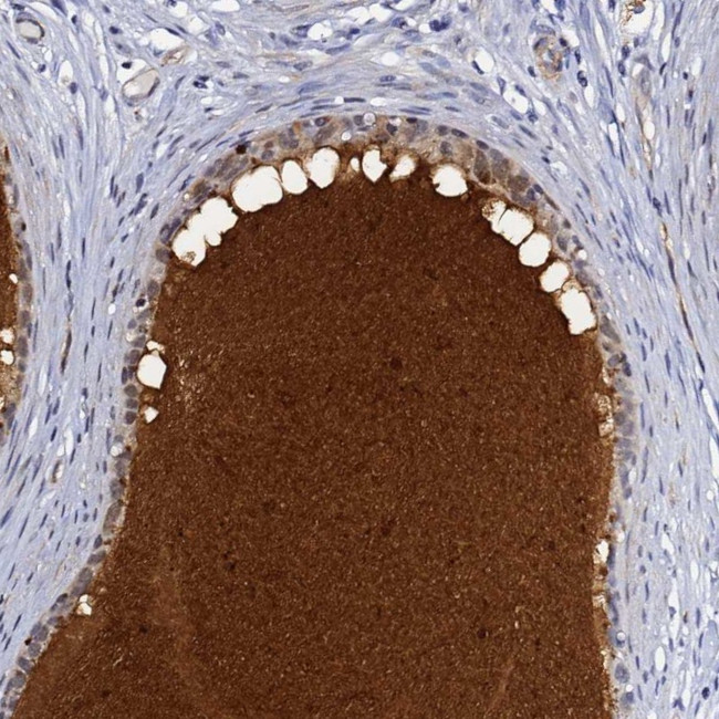 DEFB104A Antibody in Immunohistochemistry (Paraffin) (IHC (P))