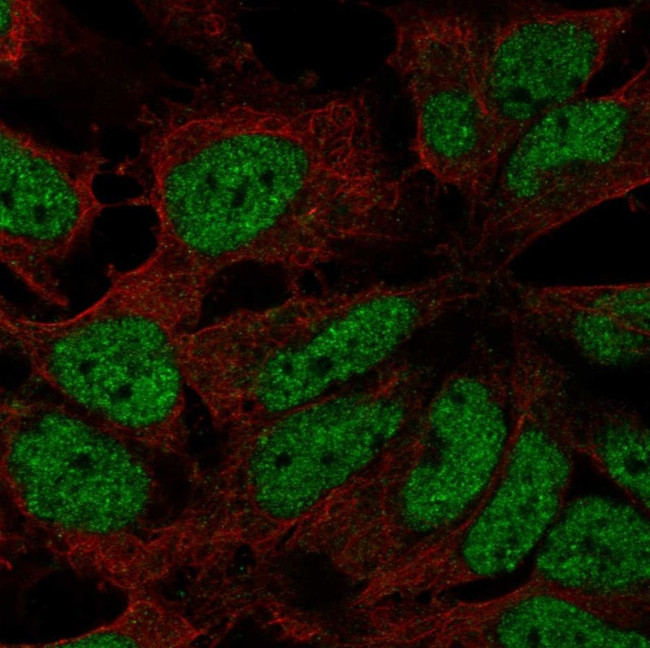 ZNF560 Antibody in Immunocytochemistry (ICC/IF)