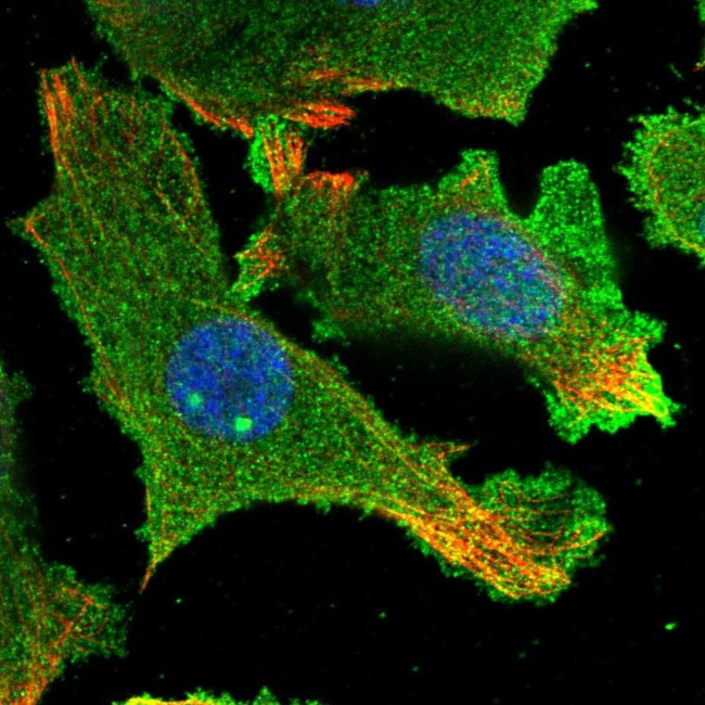 HARBI1 Antibody in Immunocytochemistry (ICC/IF)