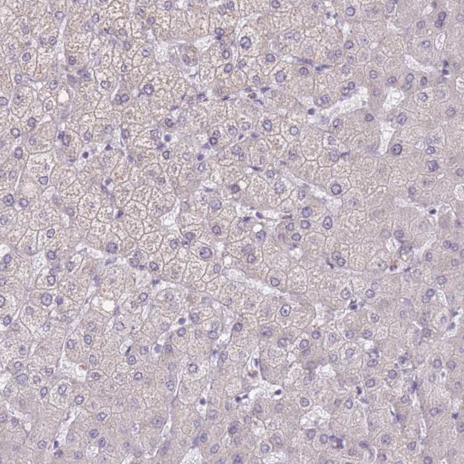 PODXL Antibody in Immunohistochemistry (Paraffin) (IHC (P))