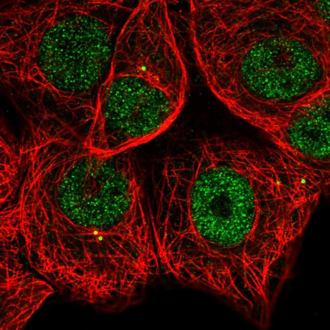 MAPKAPK2 Antibody in Immunocytochemistry (ICC/IF)