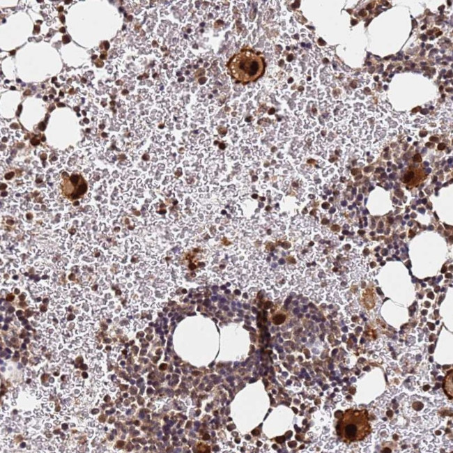 RGS18 Antibody in Immunohistochemistry (Paraffin) (IHC (P))