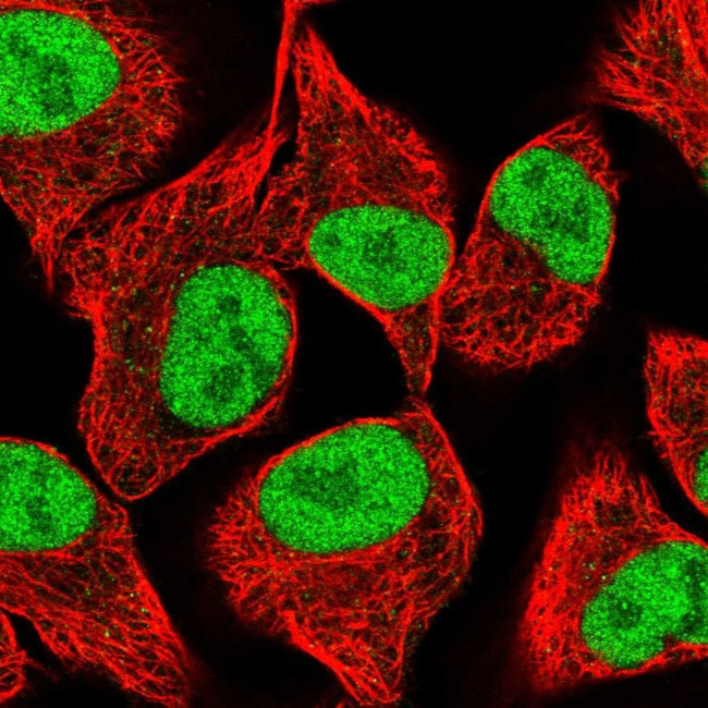 SPANXC Antibody in Immunocytochemistry (ICC/IF)