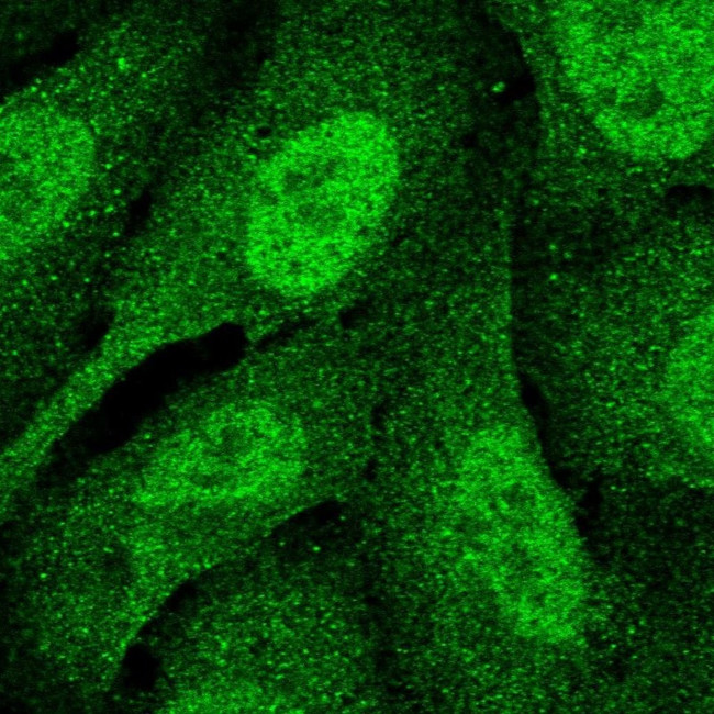 POLD1 Antibody in Immunocytochemistry (ICC/IF)