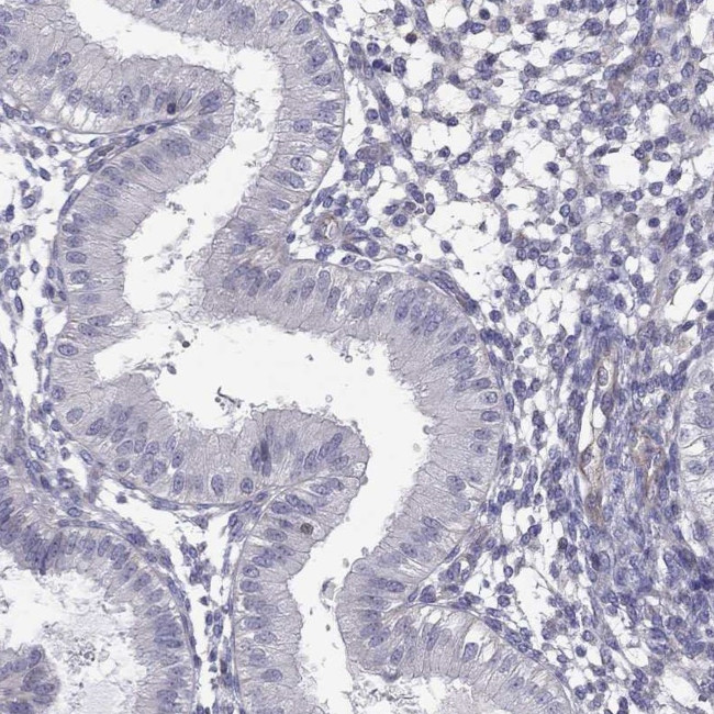 SPINT4 Antibody in Immunohistochemistry (Paraffin) (IHC (P))