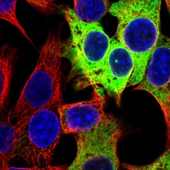CES1 Antibody in Immunocytochemistry (ICC/IF)