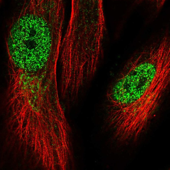 KRBOX1 Antibody in Immunocytochemistry (ICC/IF)