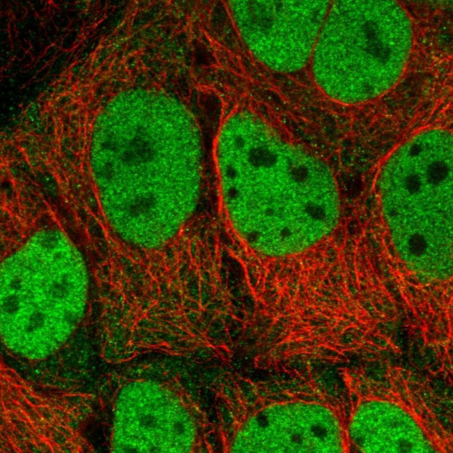 SAMHD1 Antibody in Immunocytochemistry (ICC/IF)