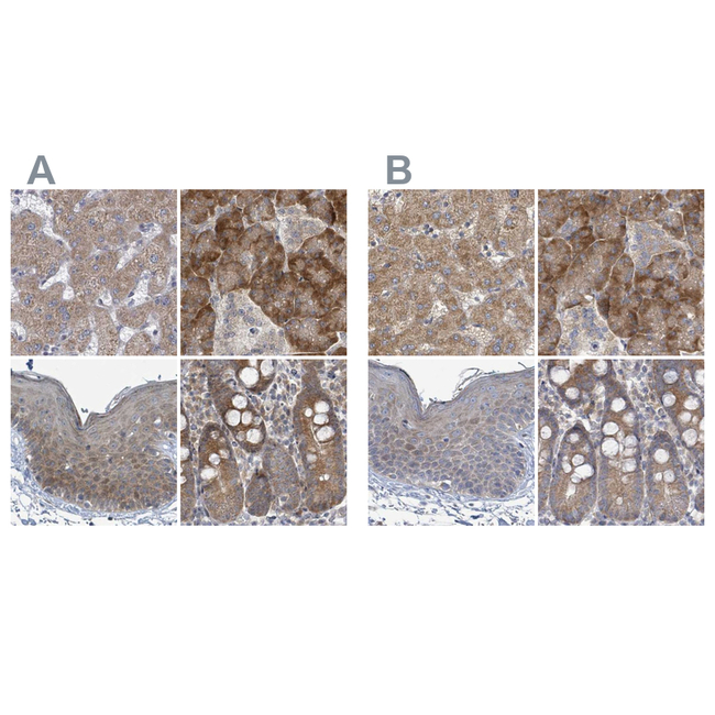 RPL32 Antibody in Immunohistochemistry (Paraffin) (IHC (P))