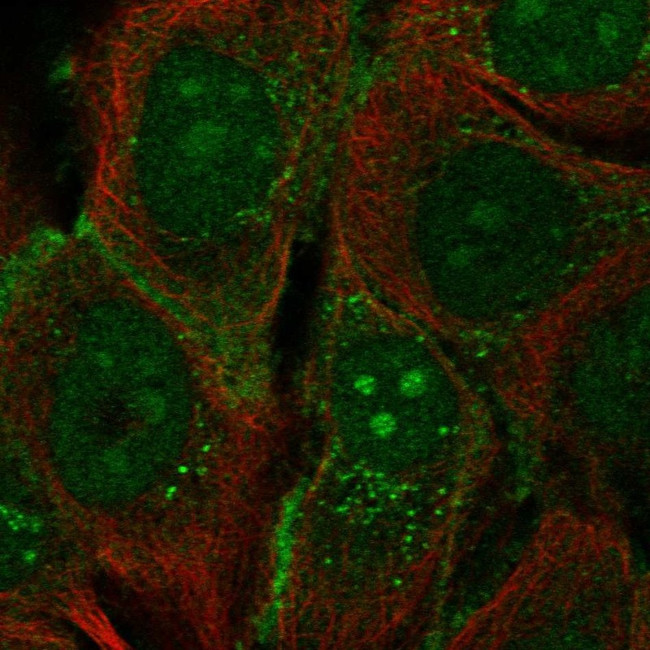 PCDH1 Antibody in Immunocytochemistry (ICC/IF)