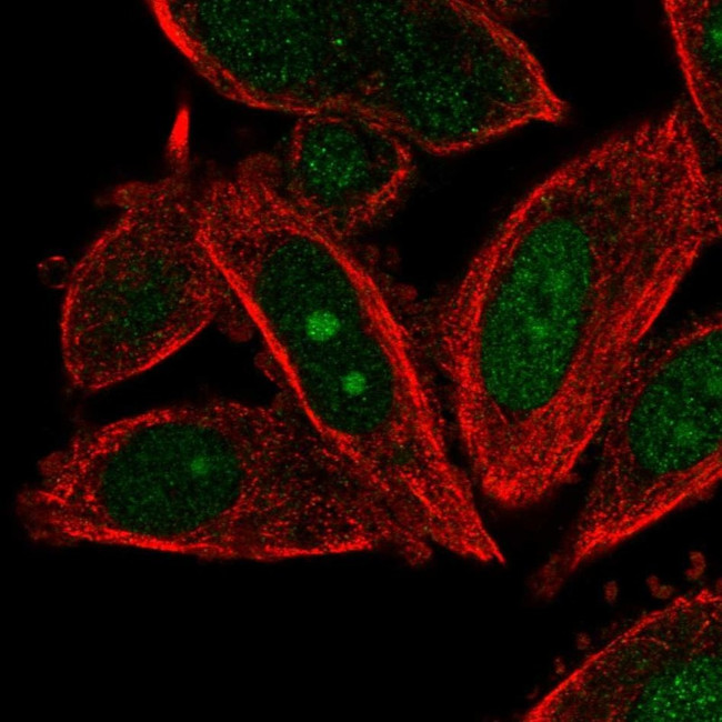 POLE3 Antibody in Immunocytochemistry (ICC/IF)