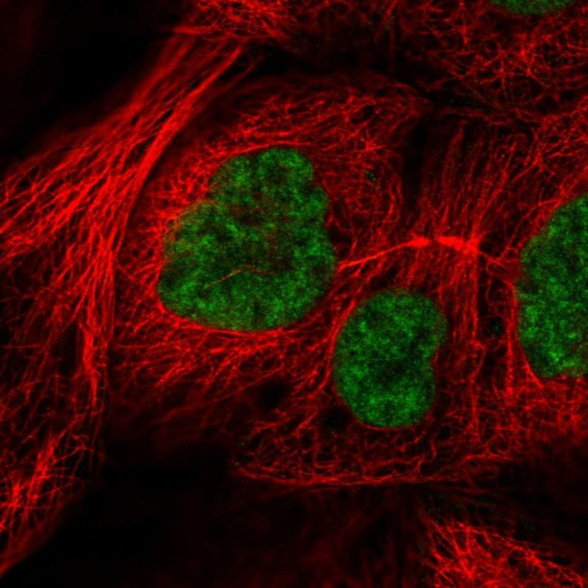 RSRC2 Antibody in Immunocytochemistry (ICC/IF)