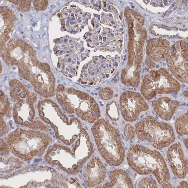 Syntaphilin Antibody in Immunohistochemistry (Paraffin) (IHC (P))