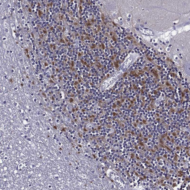 C15orf27 Antibody in Immunohistochemistry (Paraffin) (IHC (P))