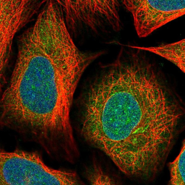MX1 Antibody in Immunocytochemistry (ICC/IF)