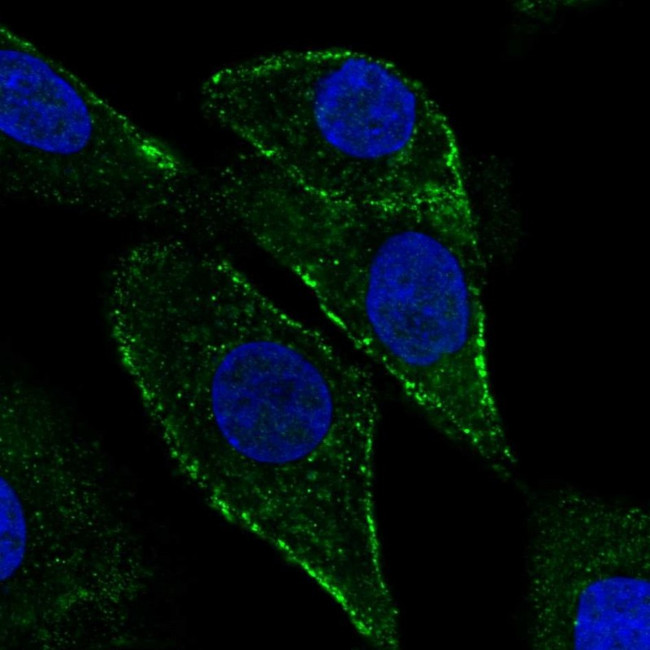 PTRF Antibody in Immunocytochemistry (ICC/IF)