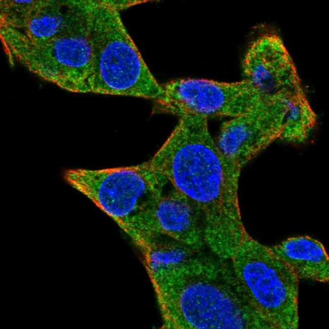 Staufen Antibody in Immunocytochemistry (ICC/IF)