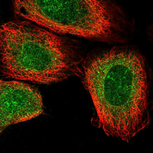 NANP Antibody in Immunocytochemistry (ICC/IF)