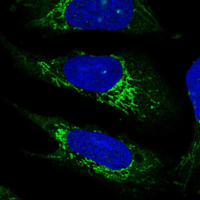 PLD5 Antibody in Immunocytochemistry (ICC/IF)