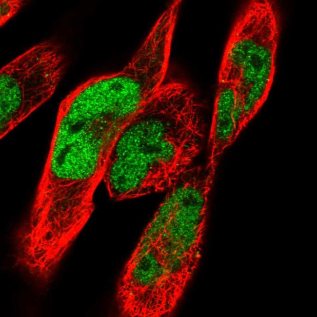 C10orf46 Antibody in Immunocytochemistry (ICC/IF)