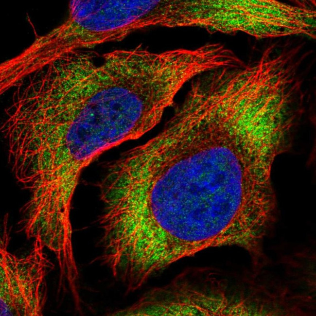 ZC3HAV1L Antibody in Immunocytochemistry (ICC/IF)