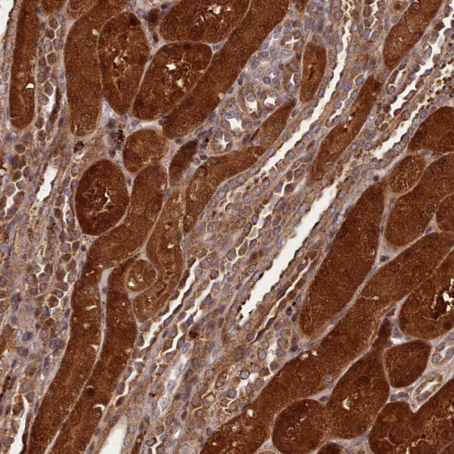 NALP7 Antibody in Immunohistochemistry (Paraffin) (IHC (P))
