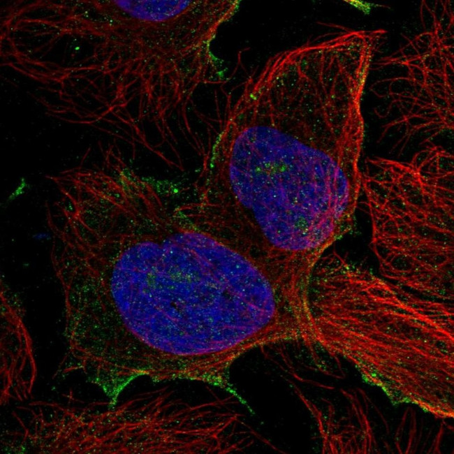 PDZD8 Antibody in Immunocytochemistry (ICC/IF)