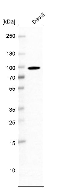 EWSR1 Antibody in Western Blot (WB)