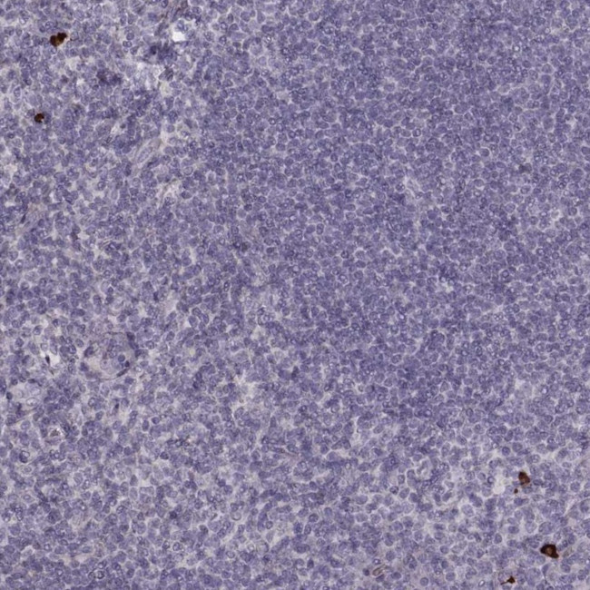 S100Z Antibody in Immunohistochemistry (Paraffin) (IHC (P))