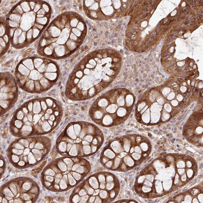 FAIM Antibody in Immunohistochemistry (Paraffin) (IHC (P))