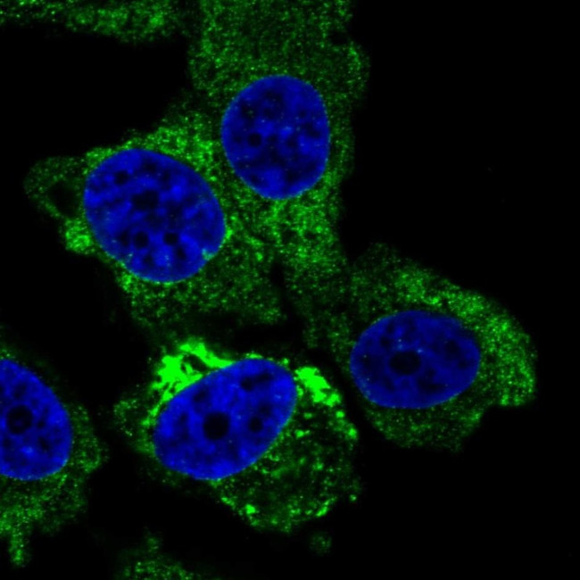 RTBDN Antibody in Immunocytochemistry (ICC/IF)