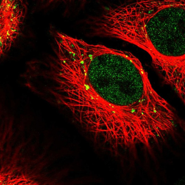 RANBP6 Antibody in Immunocytochemistry (ICC/IF)