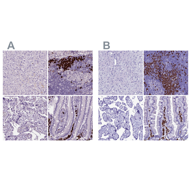 MZB1 Antibody in Immunohistochemistry (Paraffin) (IHC (P))
