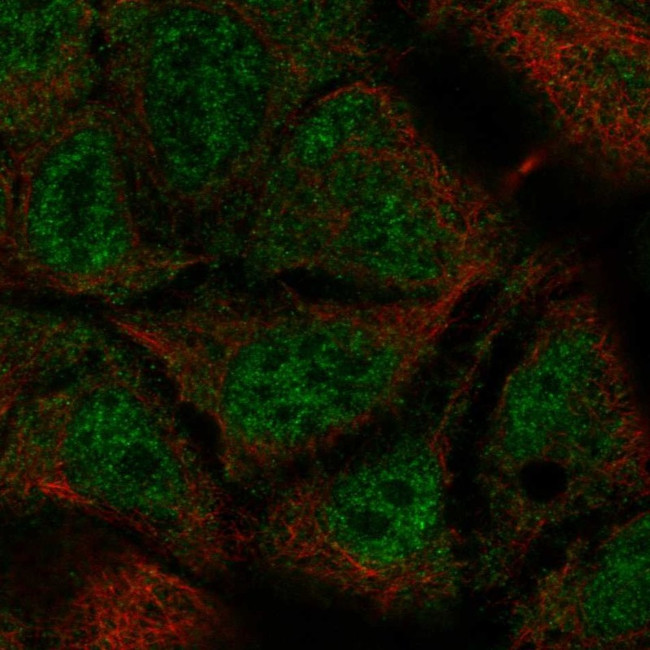 C11orf20 Antibody in Immunocytochemistry (ICC/IF)