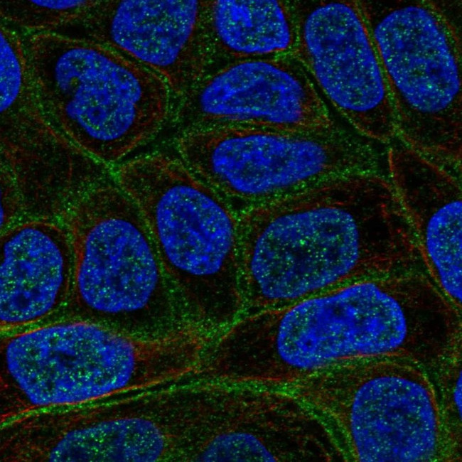 C4orf19 Antibody in Immunocytochemistry (ICC/IF)