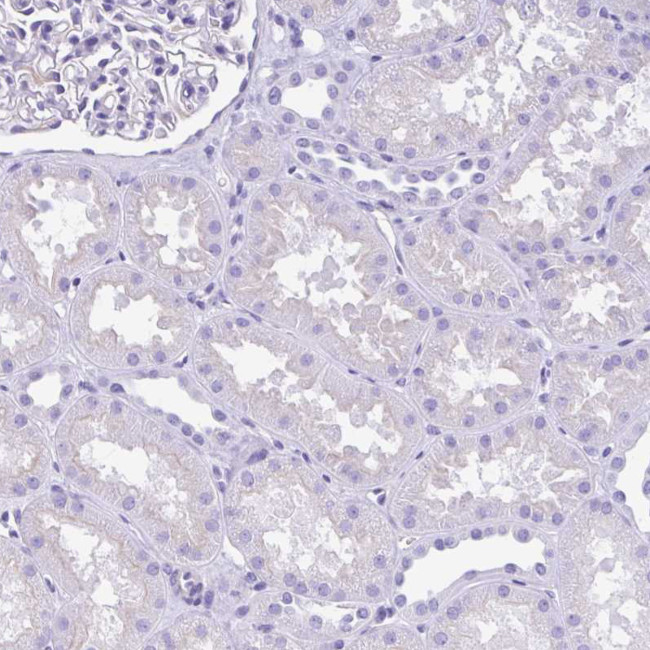 Amylin Antibody in Immunohistochemistry (Paraffin) (IHC (P))