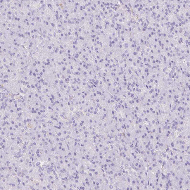 CD169 Antibody in Immunohistochemistry (Paraffin) (IHC (P))