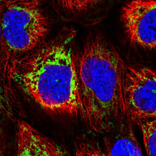 MAVS Antibody in Immunocytochemistry (ICC/IF)