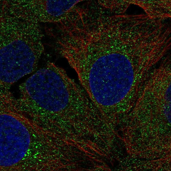 AGR3 Antibody in Immunocytochemistry (ICC/IF)