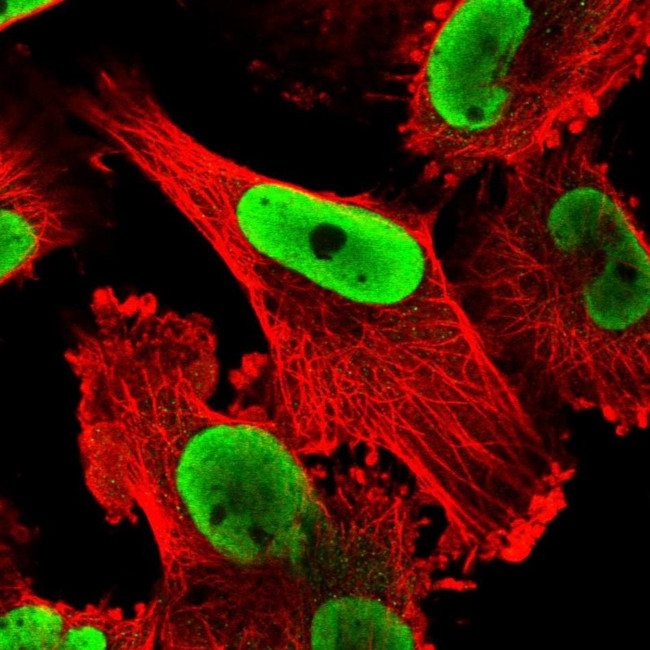 NONO Antibody in Immunocytochemistry (ICC/IF)