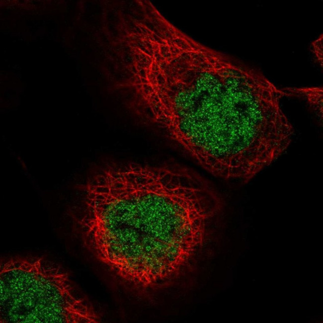 MASTL Antibody in Immunocytochemistry (ICC/IF)