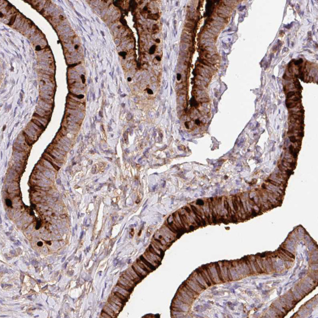 CRISP3 Antibody in Immunohistochemistry (Paraffin) (IHC (P))
