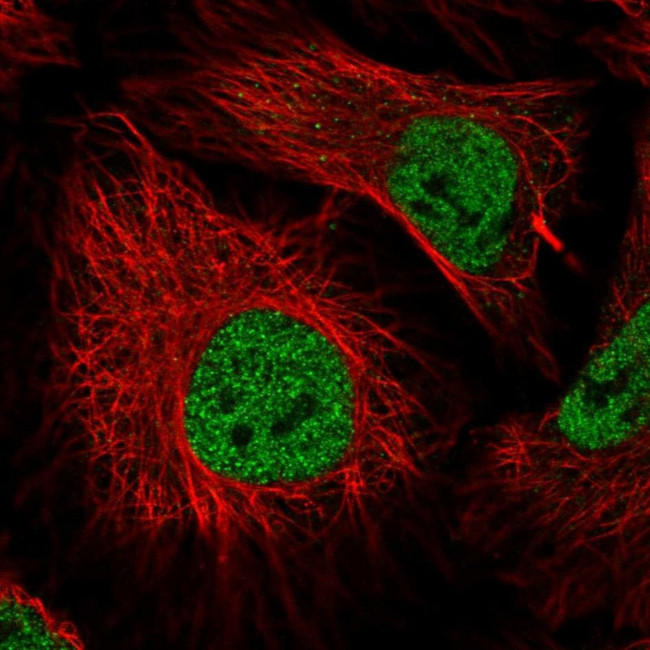 ZNF197 Antibody in Immunocytochemistry (ICC/IF)